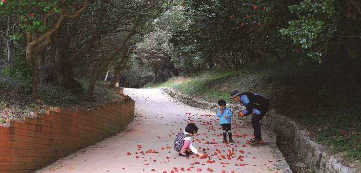 옥룡사동백나무숲