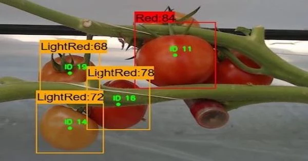 전체 면적 대비 적색 비율 계산 / 농촌진흥청