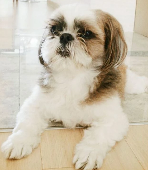 잉잉이의 생전 모습