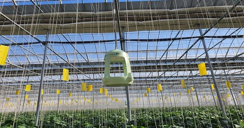 온실에 설치한 스마트트랩 / 농촌진흥청