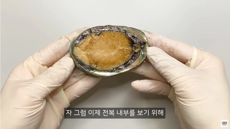 전복에 대해 설명하는 유튜버 / 이하 유튜브 '수상한 생선'