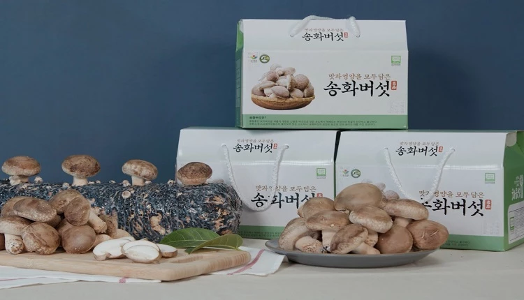 라이브커머스 송화버섯 / 순창군