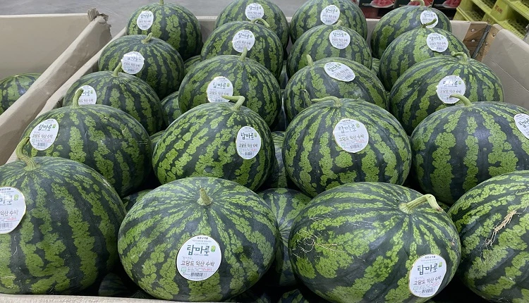 탑마루 수박 / 익산시