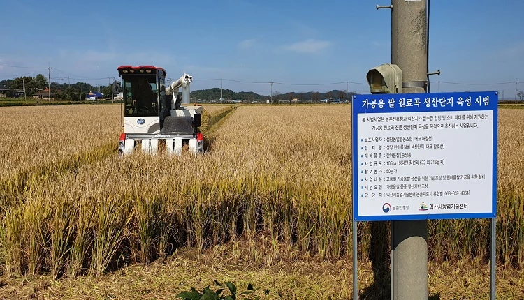 한아름찰 수확 / 익산시