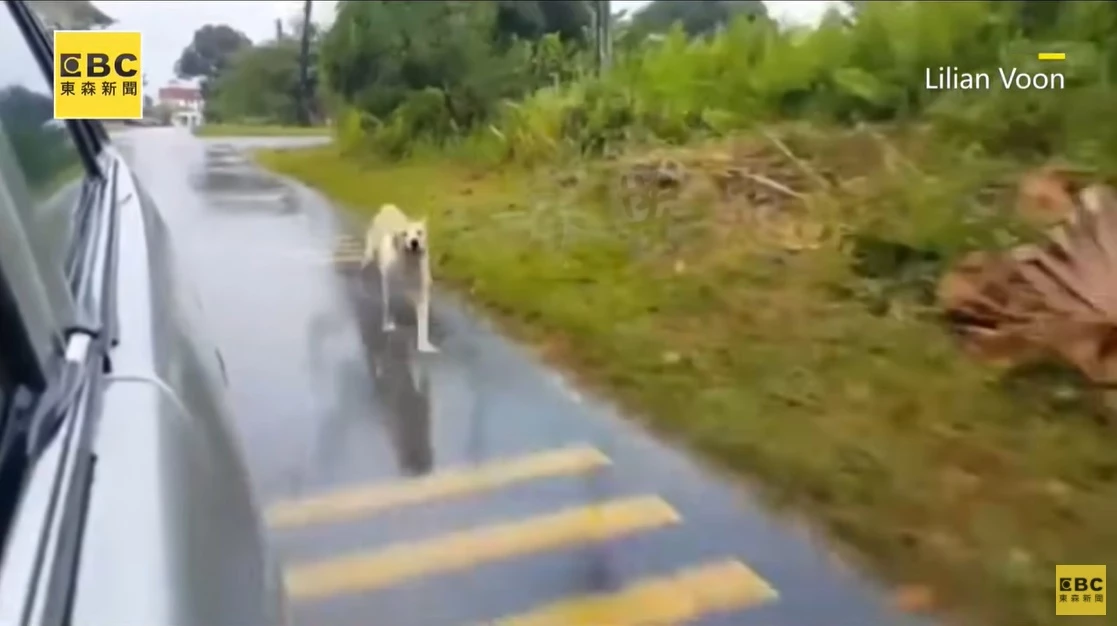 이하 유튜브 '東森新聞 CH51'