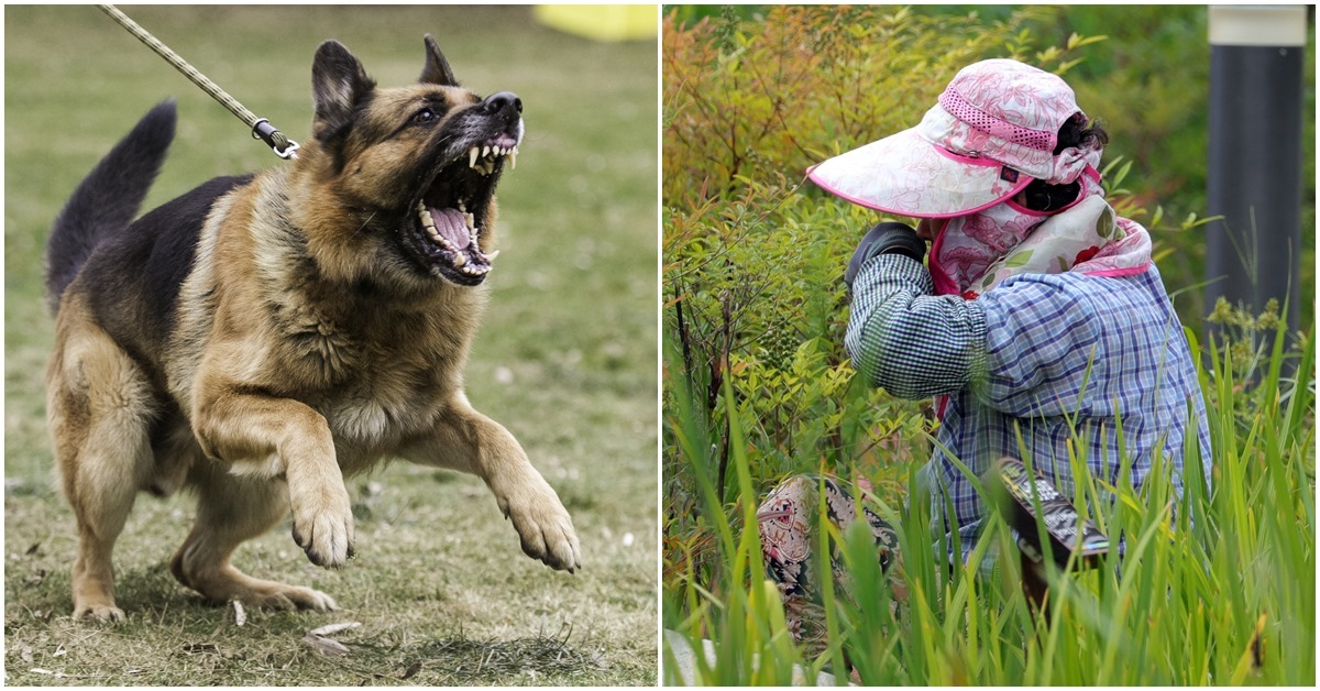양주견 분양 초보견도 반려견 분양 OK! (feat. 여주, 이천, 연천, 양평, 입양) 4