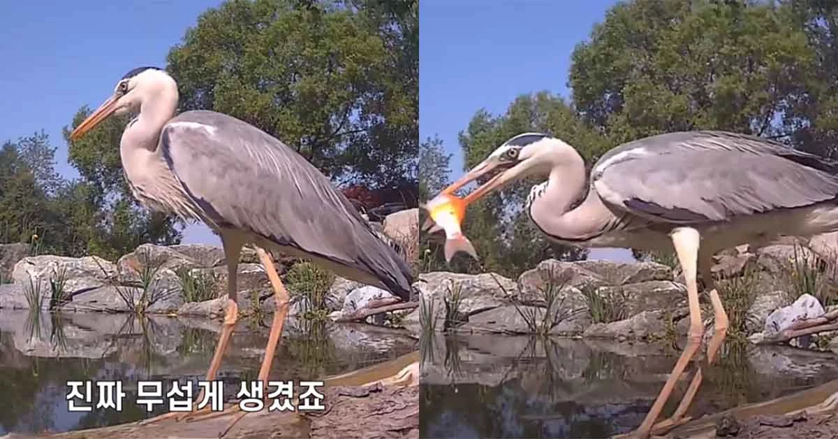 김줄스 유튜브 영상 캡처.