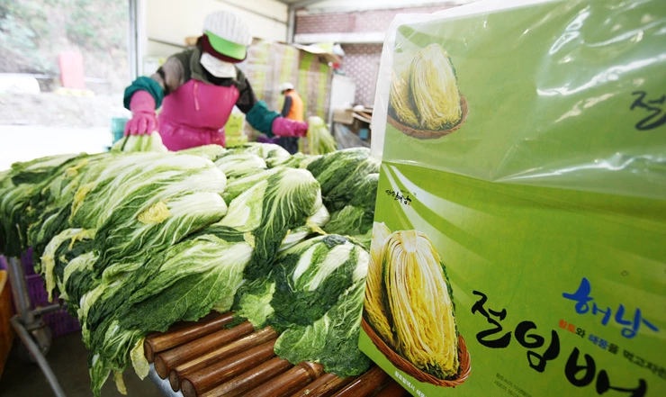 해남 절임배추