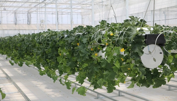 내림재배 / 농촌진흥청