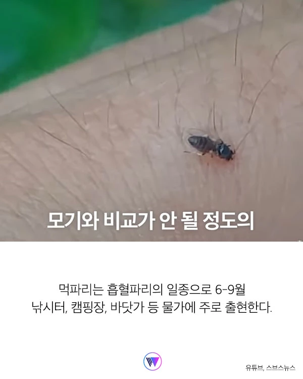 “모기보다 더 가려워...” 피부 ‘찢어' 흡혈하는 해충 ‘먹파리' 주의보