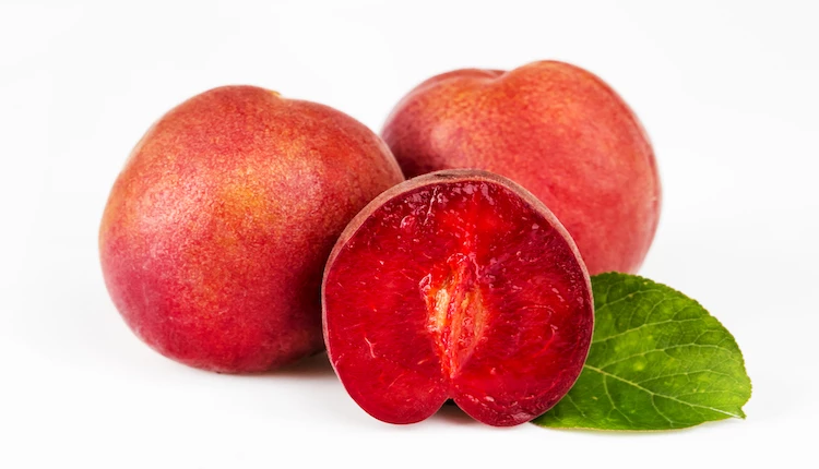 티파니 / 농촌진흥청