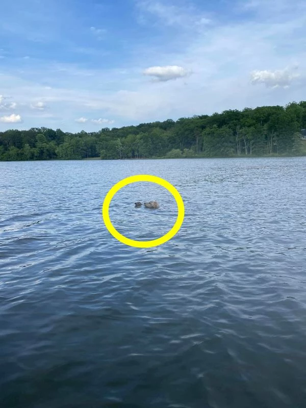사슴을 구하는 강아지 / 이하 랄프 돈 페이스북