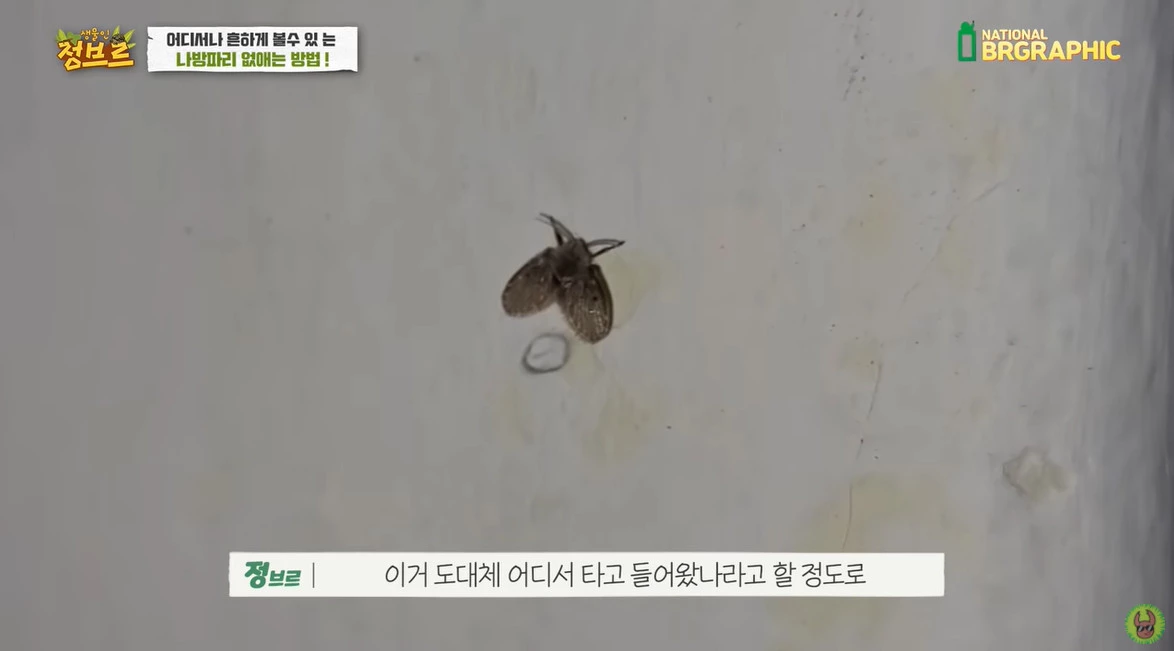 이하 유튜브 '정브르'