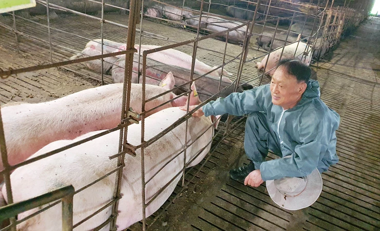 화순군 동면 구암리 구암농장 박운선 대표가 자신의 농장에서 잠자고 있는 돼지를 살펴보고 있다.