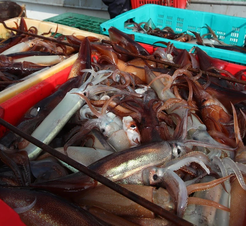 이해를 돕기 위한, 기사와 관련 없는 오징어 자료사진
