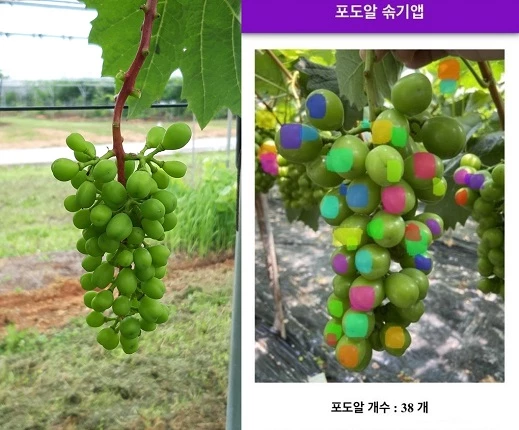 포도알 자동 계수 앱 층정 화면 / 농촌진흥청