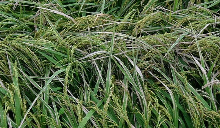 벼흰잎마름병 / 농촌진흥청