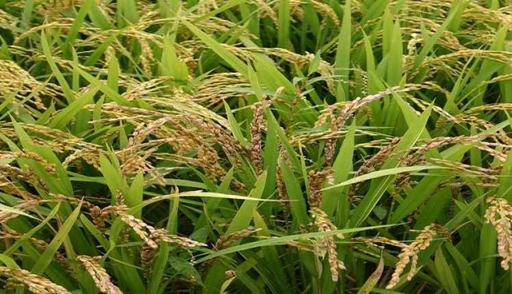 세균벼알마름병 / 농촌진흥청