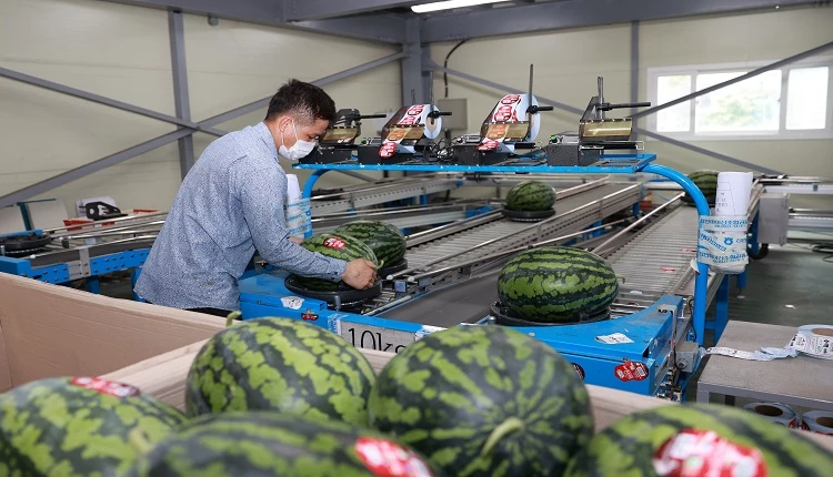진안고원 수박 출하 / 진안군