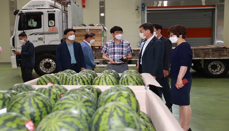 진안고원 수박 출하 / 진안군