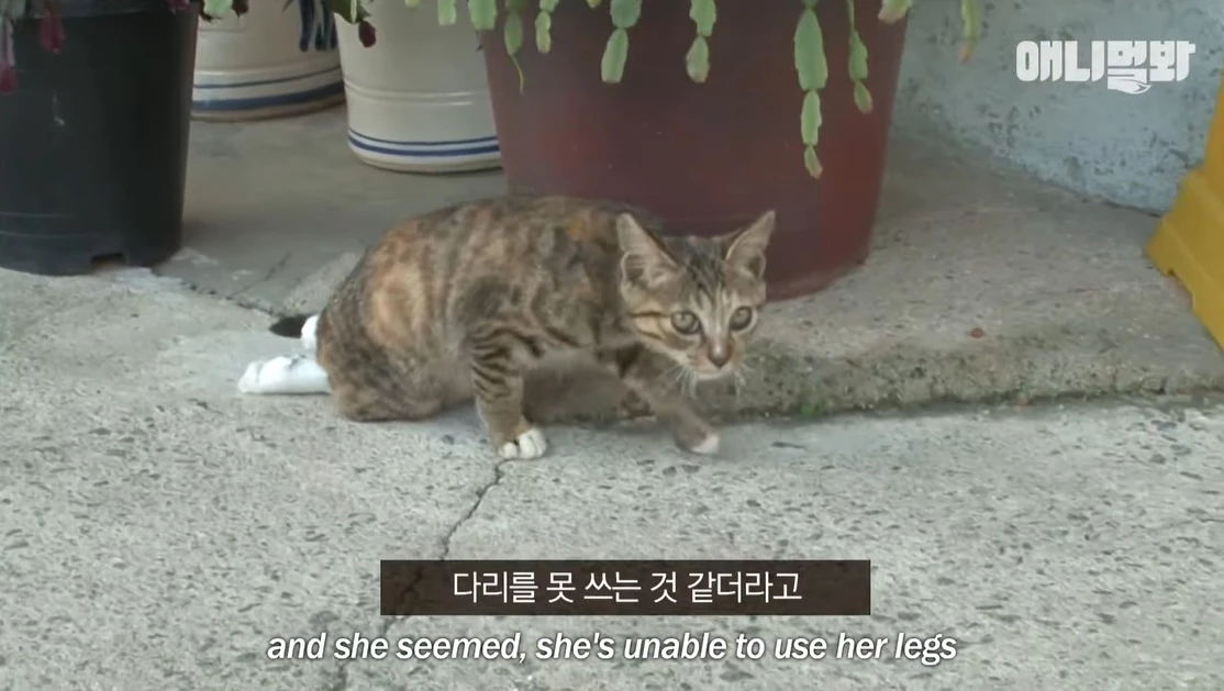 이하 유튜브 'SBS TV동물농장x애니멀봐 공식 유튜브 채널입니다!'