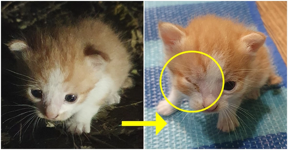 A 씨가 던진 쉼터 안에 있던 새끼 고양이 / 이하 페이스북 동물권행동 카라