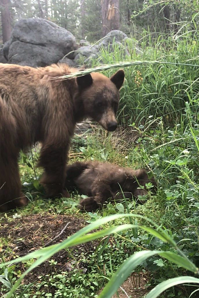 이하 요세미티 국립공원 공식 페이스북