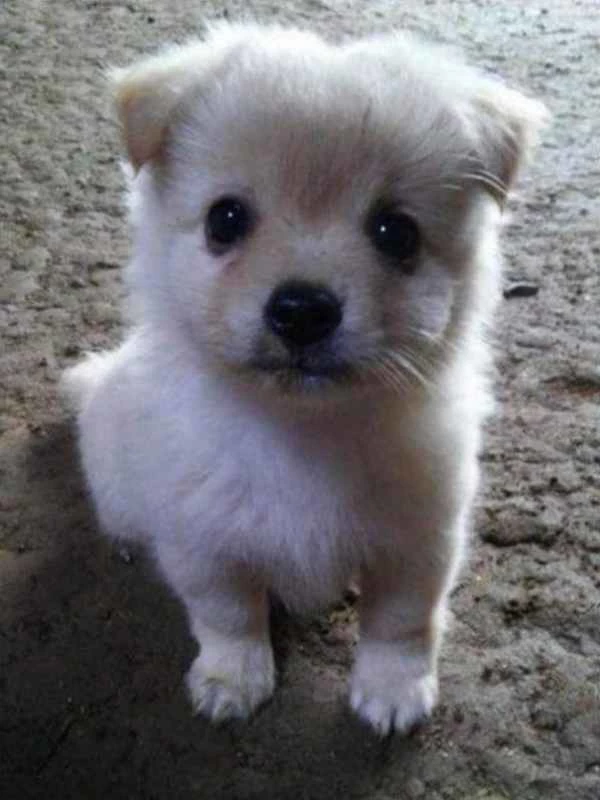 사연 속 강아지 / 이하 페이스북 '유기견 유기묘를 도와줘'