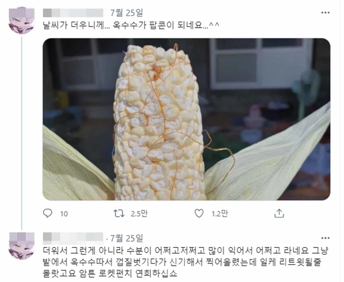 팝콘처럼 알갱이가 변한 옥수수를 소개한 트위터 이용자.