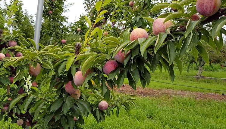 젤리하트 / 농촌진흥청