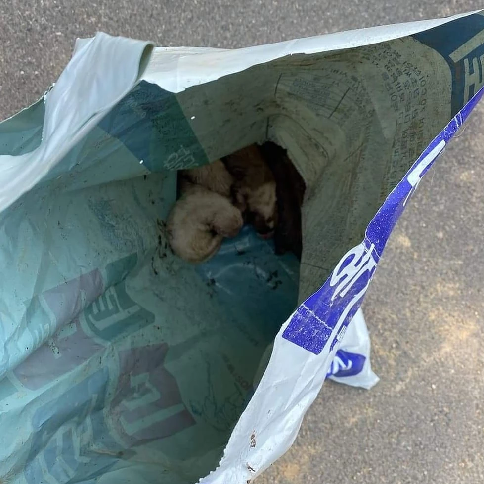 포댓자루에서 발견된 강아지들 / 이하 인스타그램 @se_young_91