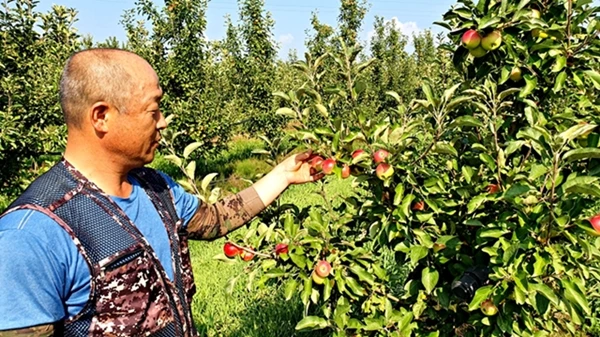 루비에스 첫출하 농가 현장 사진(금호읍 현영환) / 영천시