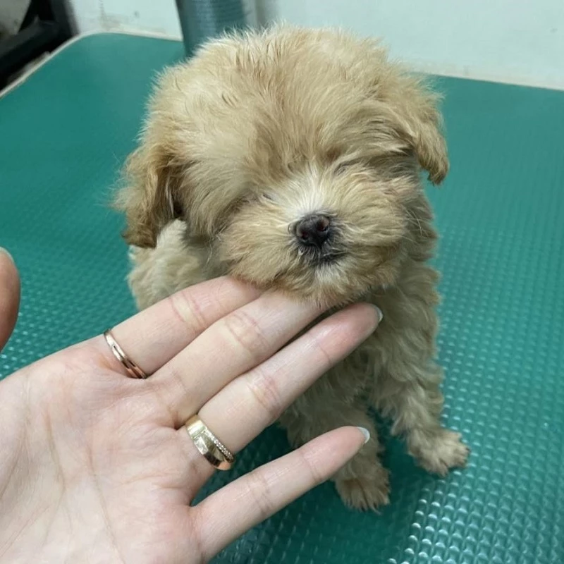 이하 동물보호관리시스템