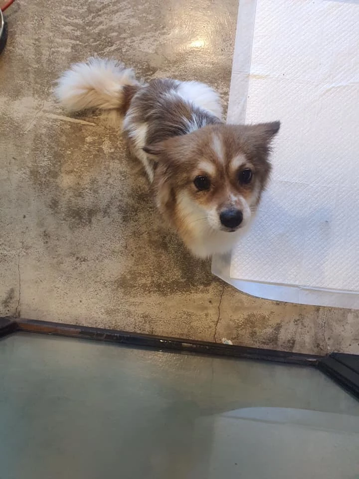 모과 사진 / 페이스북 페이지 '사지말고 입양하세요'