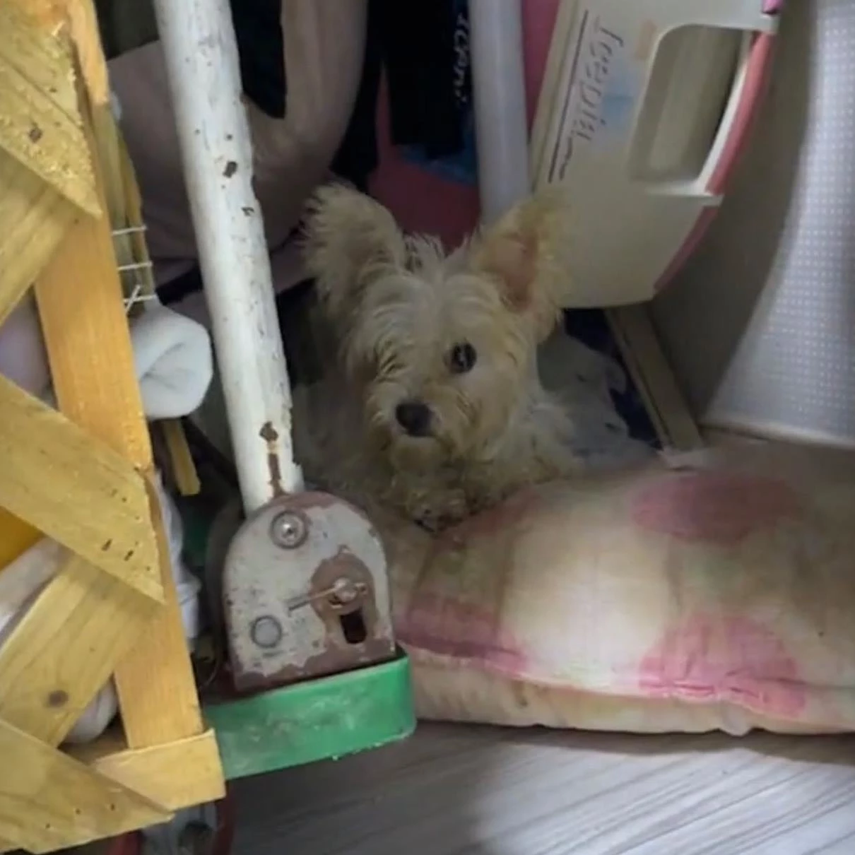 구조된 강아지 중 한 마리 / 이하 케어