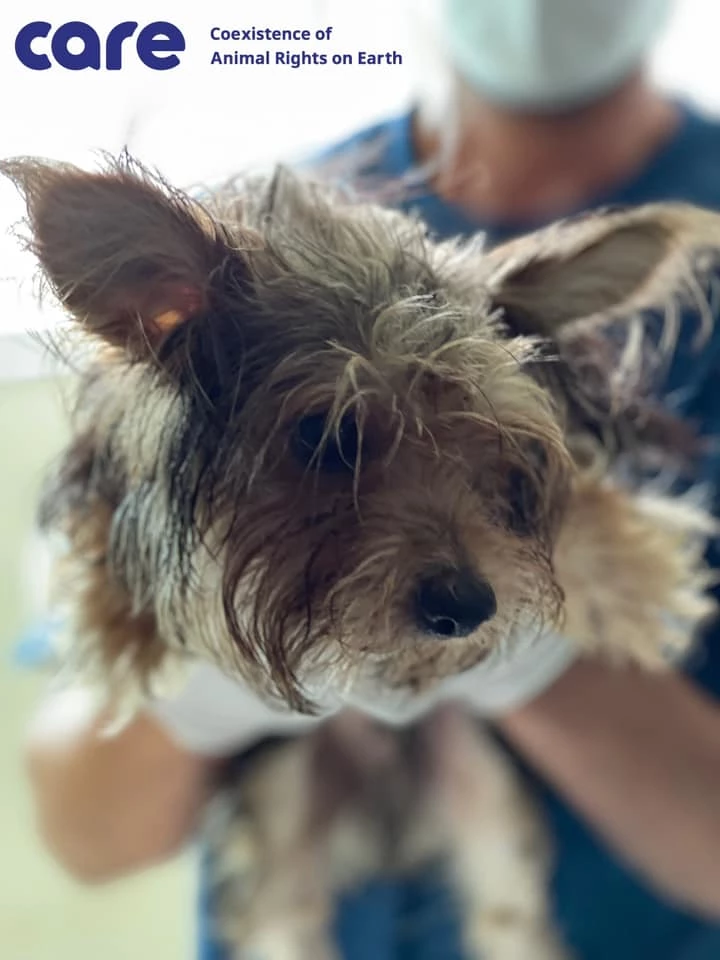 구조된 강아지들