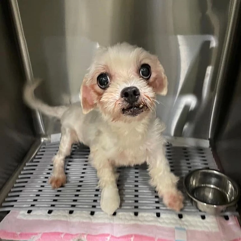 마음이 / 이하 페이스북 '사지 말고 입양 하세요'