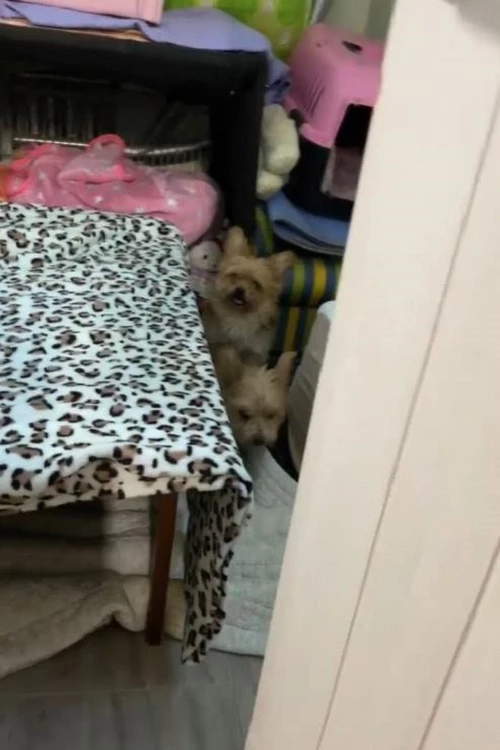 구조 당시 강아지들