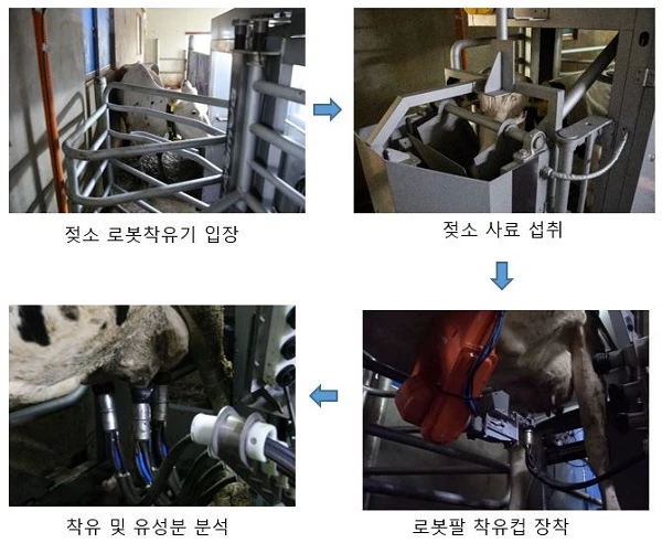 젖소 착유 흐름도 / 농촌진흥청