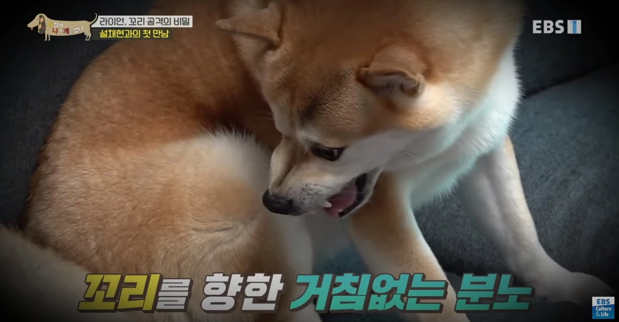 이하 EBS '세상에 나쁜 개는 없다'