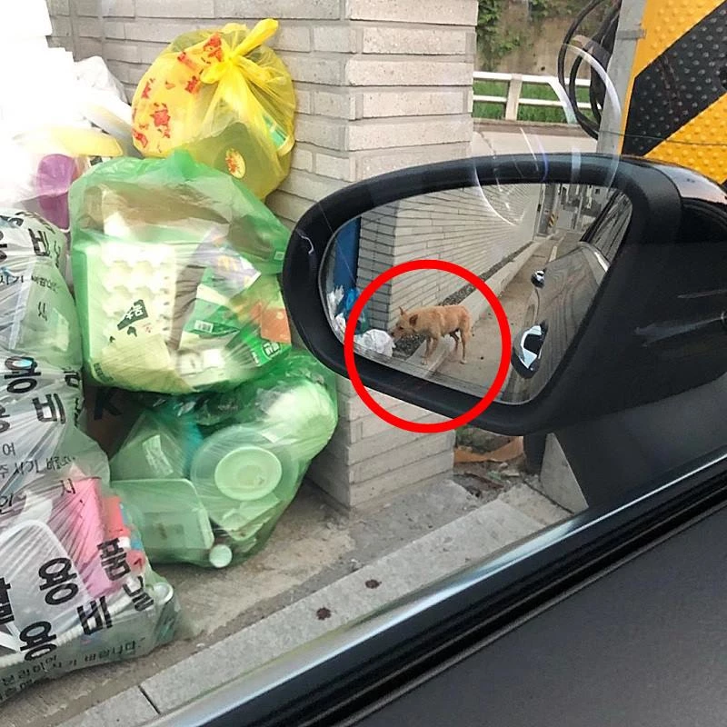 쓰레기를 뒤적이는 믿음이 / 이하 전혜미 씨 제공