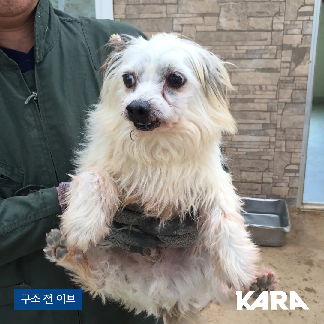 이브 / 이하 카라 페이스북