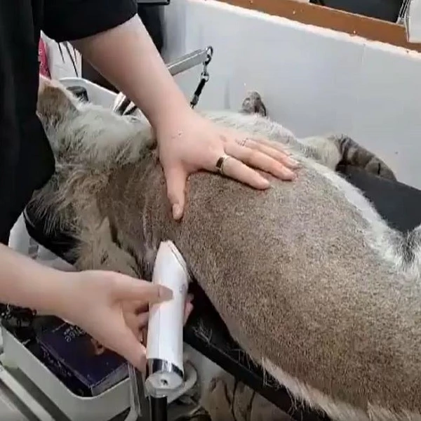 하이얀으로 다시 태어난 누더기