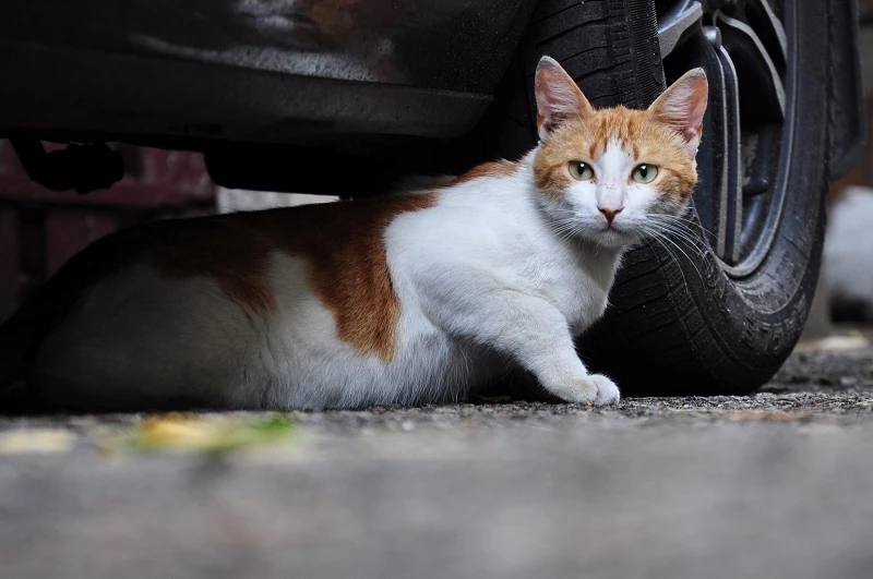 길고양이 / 셔터스톡