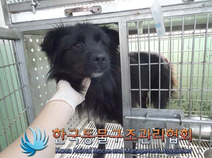 깜상이 모습 / 한국동물구조관리협회