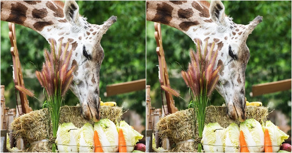 에버랜드 기린 장순이 / 이하 에버랜드 페이스북