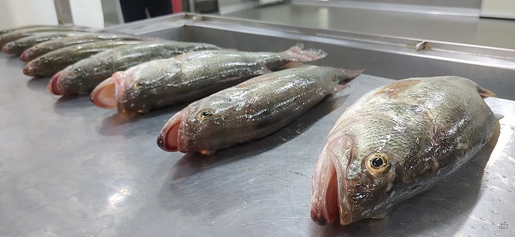 베스 가공 / 충남도