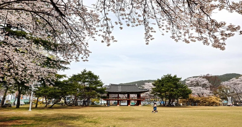 한풍루 벚꽃 / 무주군