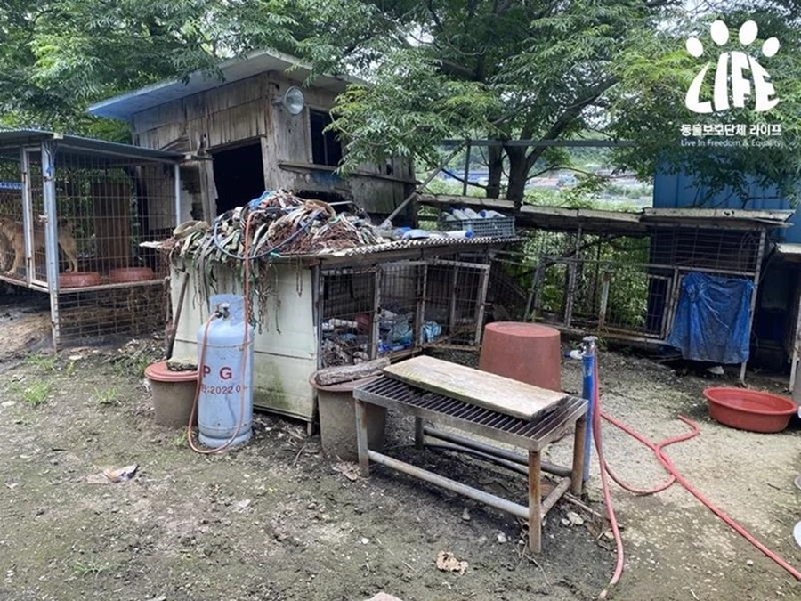 “개 비명이 끊이질 않아”… 천연기념물 진돗개가 '식용 개농장'서 발견됐다