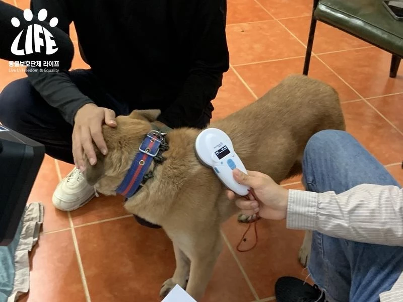 “개 비명이 끊이질 않아”… 천연기념물 진돗개가 '식용 개농장'서 발견됐다